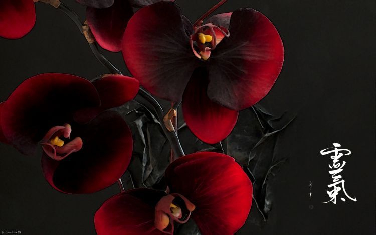 Fonds D'Écran Art – Numérique Nature – Fleurs Orchidées tout Mot Exotique Font D ?Cran