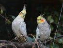 Fonds D'Écran Oiseaux Gratuits pour Fond D'?Cran Oiseaux Exotiques