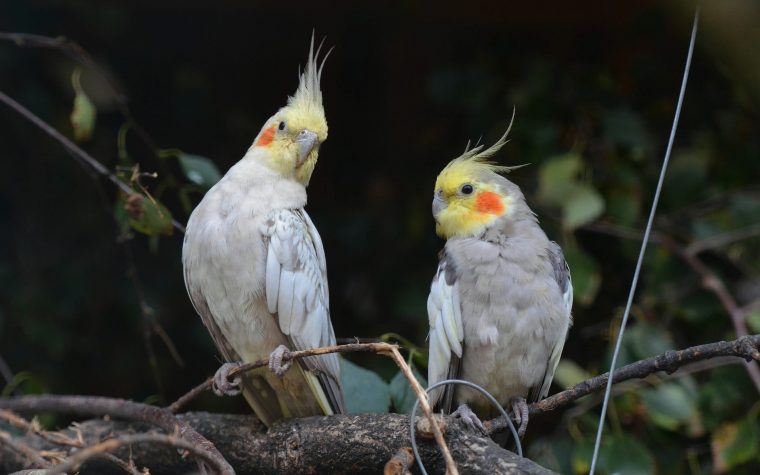 Fonds D'Écran Oiseaux Gratuits pour Fond D'?Cran Oiseaux Exotiques