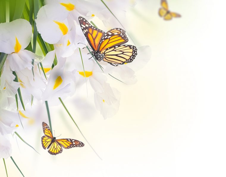 Fonds D'Ecran Papilionoidea Monarque Papillon Iris Animaux tout Fond ?Cran Fleurs Et Oiseaux