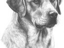 Golden Labrador Print By Mike Sibley | Çizimler, Çizim Ve à Dessin De Golden Retriever A Imprimer
