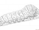 How To Draw A Caterpillar | Step By Step Drawing Tutorials concernant Dessin De Chenille