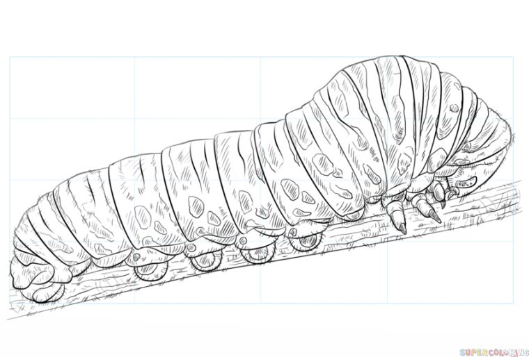 How To Draw A Caterpillar | Step By Step Drawing Tutorials concernant Dessin De Chenille
