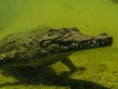 Il Réussit À Survivre Trois Semaines Dans Une Forêt destiné Y Avait Des Gros Crocodiles