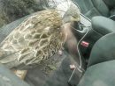 Il Sauve Un Oiseau Blessé Trouvé Sur Le Bord De La Route encequiconcerne Oiseau Blessé Que Faire