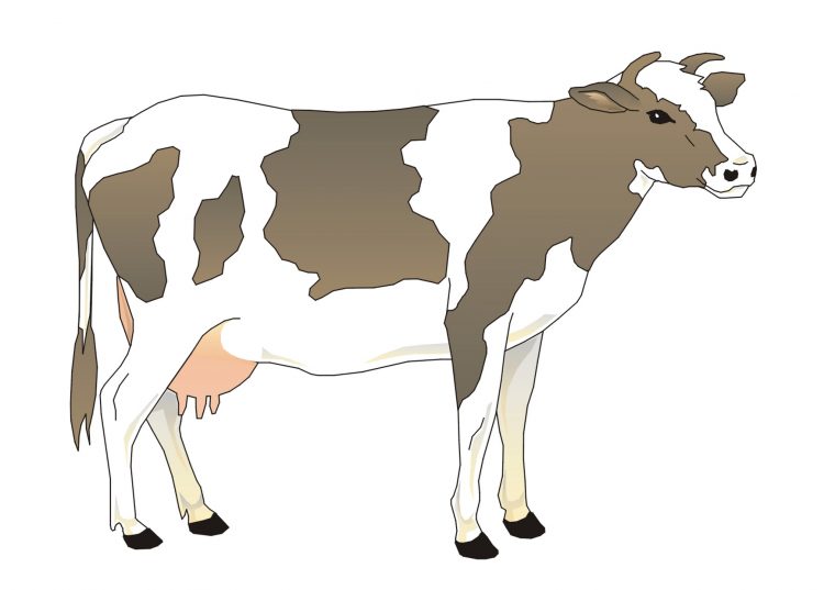 Illustration De Vache (4) intérieur Dessin D Une Vache