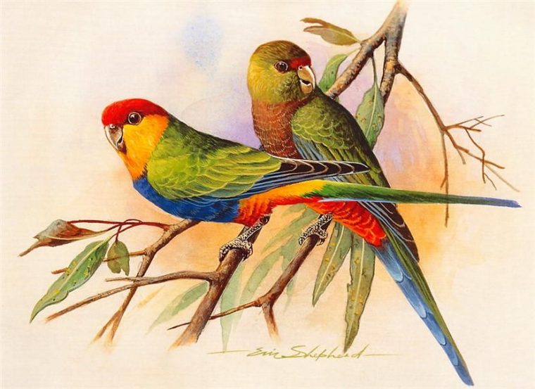 Image Du Blog Lusile17.Centerblog | Peinture Oiseau avec Coloriage Oiseaux Tropicaux