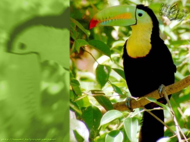 Images D Oiseaux Gratuites – Greatestcoloringbook avec Gratuites Oiseaux