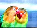 Images D Oiseaux Gratuites - Greatestcoloringbook concernant Gratuites Oiseaux