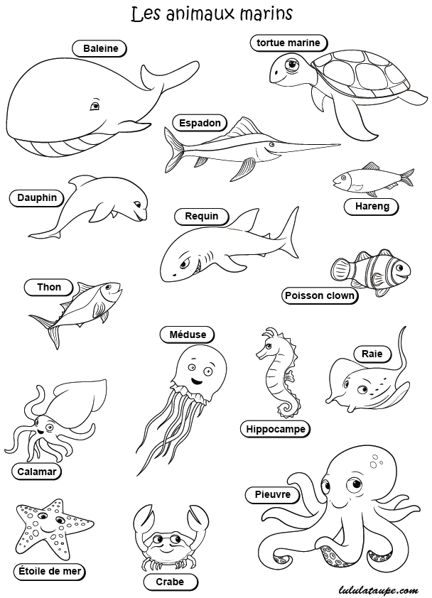 Imagier, Les Animaux Marins | Imagier Animaux, Coloriage à Coloriage Animaux De La Mer A Imprimer