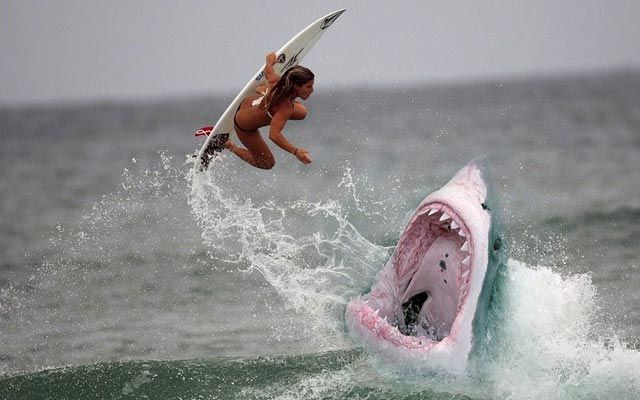 Impressionnante Photo D'Un Grand Requin Blanc Attaquant serapportantà Dessin Surfeur