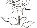 Imprimer Le Coloriage Love : La Rose À Longue Tige destiné Coloriage D Une Rose