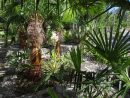 Jardin De Bésignoles: Premier Jour De L'Été serapportantà Jour De L Ete