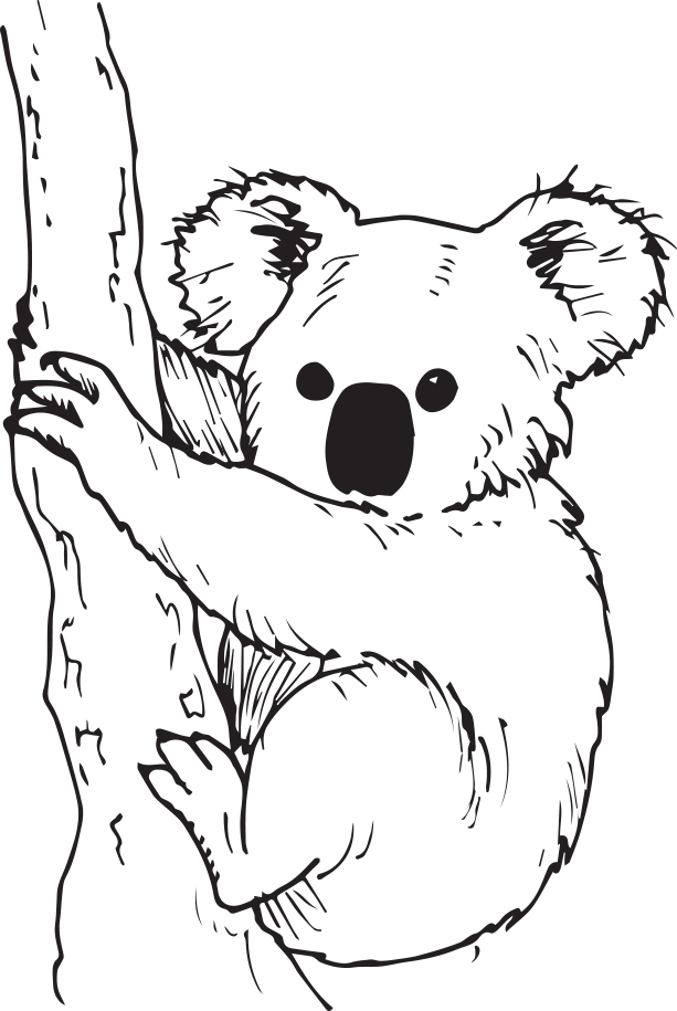 Koala – Réseau Canopé – Direction Territoriale Académies dedans Coloriage De Koala