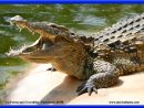 La Ferme Aux Crocodiles A Pierrelatte (26700) tout Y Avait Des Gros Crocodiles
