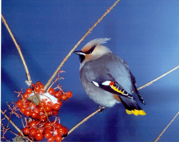 Le Jaseur Boréal concernant Fond D'?Cran Oiseaux Exotiques