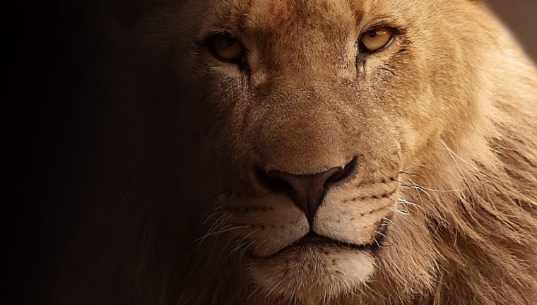 Le Lion Photo Gratuite Libre De Droit | Images Gratuites dedans Bogi Wallpapers T?L?Chargement Libre