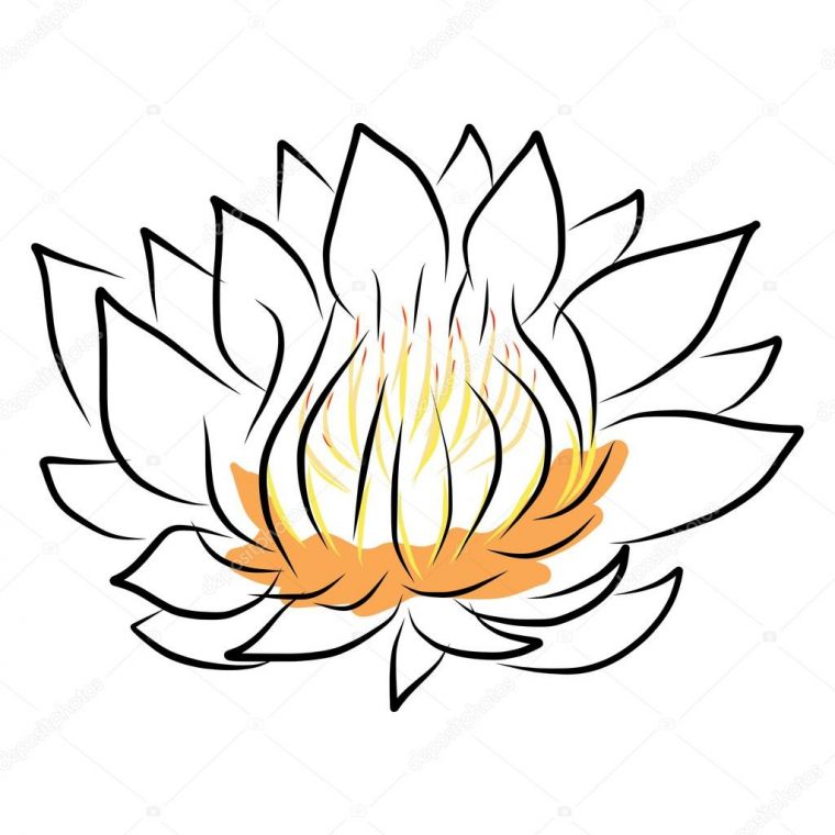 Main, Dessin Nénuphar, Lotus, Fleur — Image Vectorielle à Nénuphar Dessin