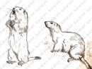 Marmotte Illustration Libre De Droit Sur Illustrabank serapportantà Dessin De Marmotte