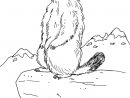 Marmotte - Réseau Canopé – Direction Territoriale pour Dessin De Marmotte