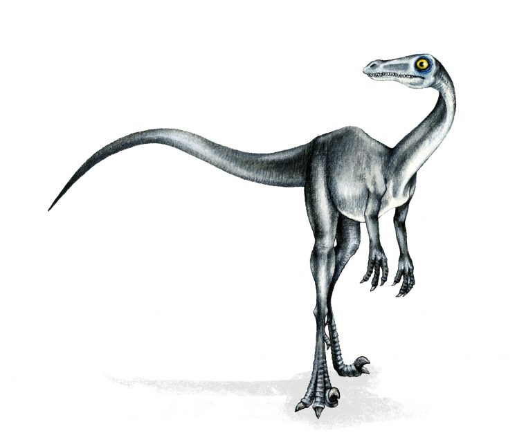 Meilleur Pour Realiste Raptor Dessin Dinosaure – Random Spirit pour Comment Dessiner Un Dinosaure
