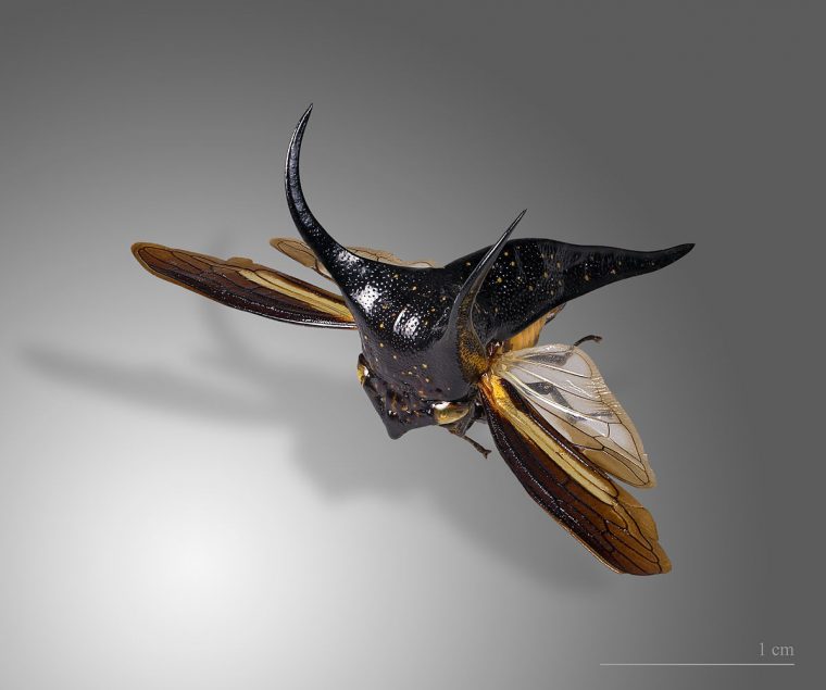 Membracide — Wiktionnaire dedans Wikip?Dia En Anglais