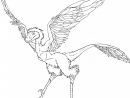 Microraptor Coloring Pages | Dinosaurs Pictures And Facts intérieur Coloriage Dinosaure Raptor