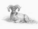 Mouflon De Nivicola / Snow Sheep Dessin Walter Arlaud Art avec Dessin Mouflon