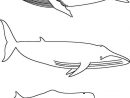 Nos Jeux De Coloriage Baleine À Imprimer Gratuit - Page 8 intérieur Coloriage Baleine A Imprimer Gratuit