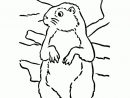 Nos Jeux De Coloriage Marmotte À Imprimer Gratuit intérieur Dessin De Marmotte