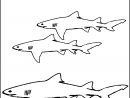 Nos Jeux De Coloriage Requin À Imprimer Gratuit - Page 2 Of 3 tout Coloriage Requin