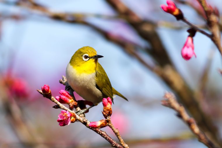 Nourrir Les Oiseaux En Hiver : Comment S'Y Prendre intérieur Fond D'?Cran Oiseaux Exotiques