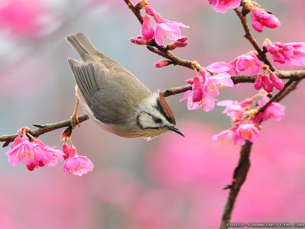 Oiseau - Branches - Fleurs - Printemps - Wallpapers - Hd avec Fond D