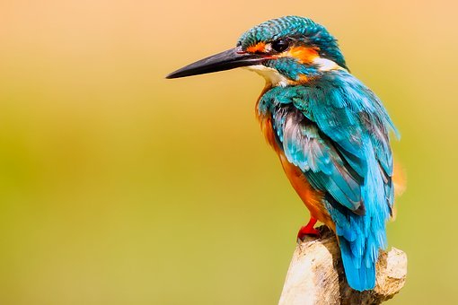 Oiseau Images · Pixabay · Téléchargez Des Images Gratuites tout Gratuites Oiseaux