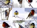 Oiseaux Melange 01 Animal - Aves - Photo - Fond-Ecran-Image serapportantà Fond ?Cran Fleurs Et Oiseaux