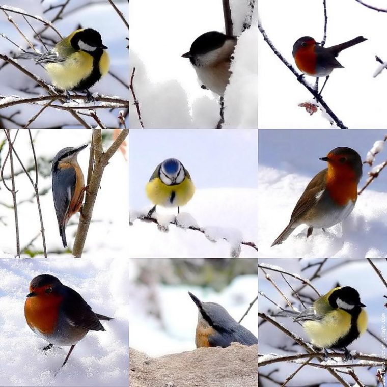 Oiseaux Melange 01 Animal – Aves – Photo – Fond-Ecran-Image serapportantà Fond ?Cran Fleurs Et Oiseaux