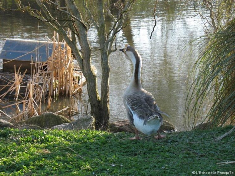 Où Est Passée L'Oie Bernache tout Les Canards Vont À La Mare