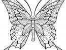 Papillon Jolis Motifs 6 - Papillons &amp; Insectes concernant Coloriage Papillon