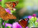 Papillons Et Fleurs. Fond D'Écran Hd À Télécharger pour Fond ?Cran Fleurs Et Oiseaux