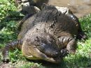 Photo : Crocodylus Porosus, Un Gros Saurien encequiconcerne Y Avait Des Gros Crocodiles