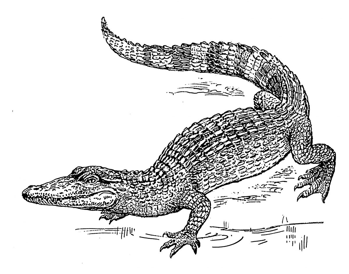 Photo De Crocodile A Imprimer - Greatestcoloringbook à Y Avait Des