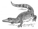 Photo De Crocodile A Imprimer - Greatestcoloringbook à Y Avait Des Crocodiles