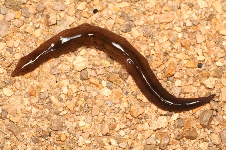 Plathelminthe Terrestre Invasif | Lepetitpotagerbio intérieur Le Petit Vers De Terre Plathelminthe Terrestre Invasif | Lepetitpotagerbio intérieur Le Petit Vers De Terre