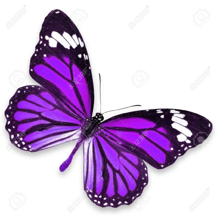 Purple Butterfly – Jattdisite concernant Dessin De Papillon En Couleur