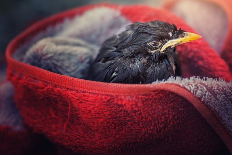 Que Faire Si Vous Trouvez Un Animal Blessé ? – Europ intérieur Oiseau Blessé Que Faire