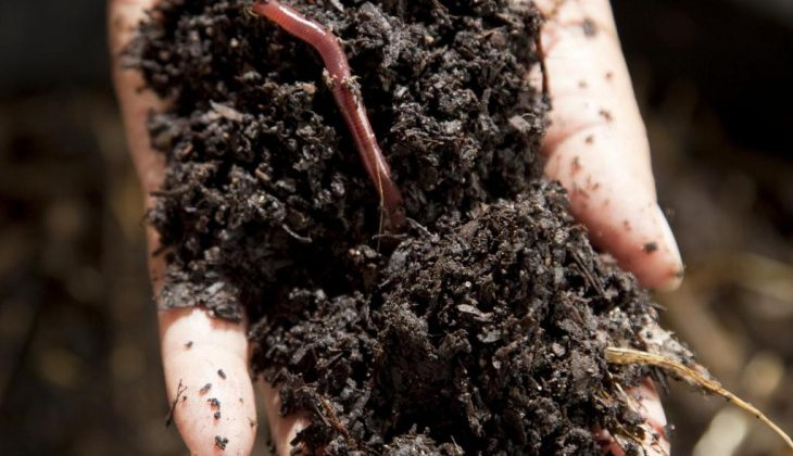 Quel Est Le Rôle Des Vers De Terre ? Tout Savoir Sur Les dedans Le Petit Vers De Terre Quel Est Le Rôle Des Vers De Terre ? Tout Savoir Sur Les dedans Le Petit Vers De Terre