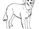 Realistic Golden Retriever Coloring Pages Photo | Dog concernant Dessin De Golden Retriever A Imprimer
