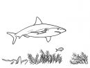 Sharks For Children - Sharks Kids Coloring Pages intérieur Coloriage Requin