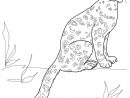 Snow Leopard Sitting Coloring Pages Printable intérieur Coloriage Panthere