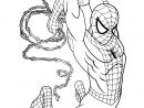 Spiderman Gratuit 12 - Coloriage Spiderman - Coloriages destiné Dessin Spiderman À Imprimer Gratuit